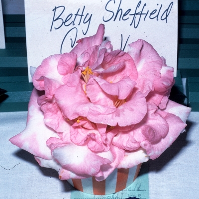 Betty Sheffield Coral Variegated